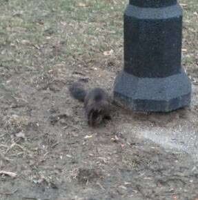 A squirrel in Queen's Park